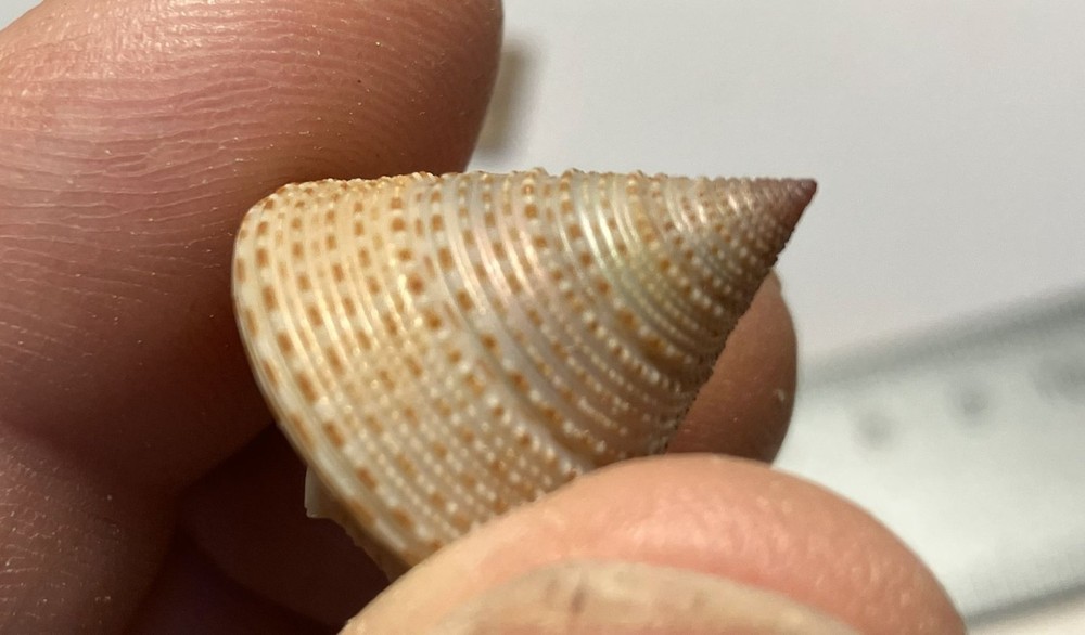 Calliostoma variegatum. Variable Topsnails. Two snails. Largest 20 mm