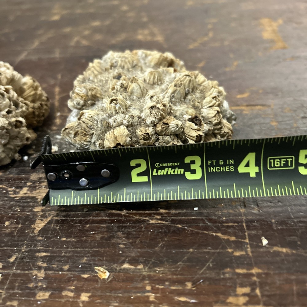 Intriguing Pair Of Barnacle Rocks