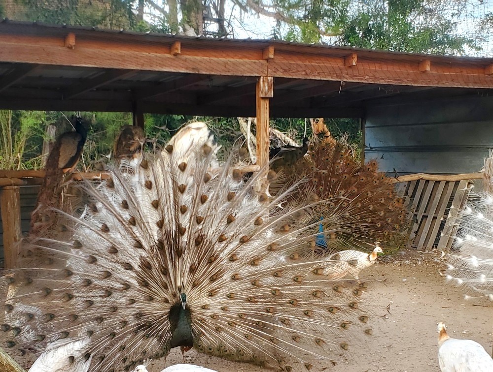 Peacock Peafowl Hatching Eggs *5* Amazing Mixed Group! *NPIP* *Ready Now*