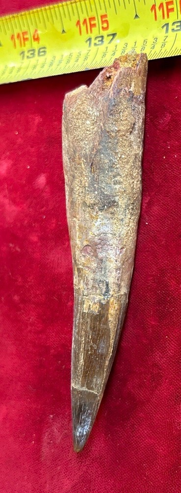 Authentic 4” Spinosaurus Tooth Fossil