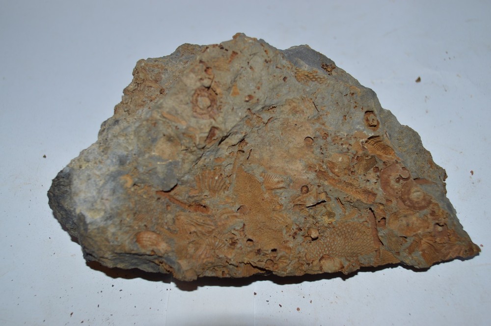 FOSSIL WITH BRACHIOPODS PRINTS ( 45, 22F)