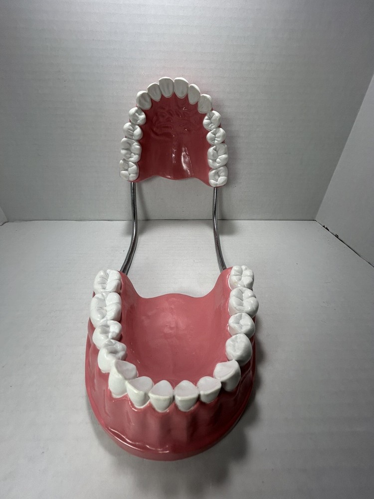Teeth Dental Teaching Articulating Large Jaw
