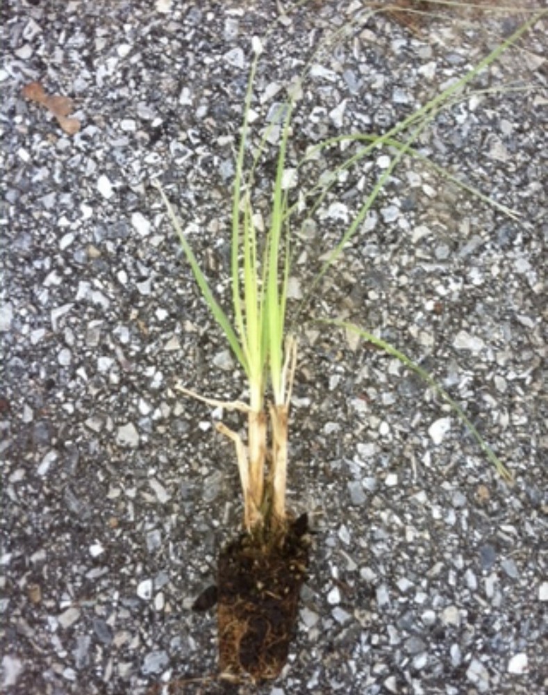 Purple Pampas Grass 4 Plugs