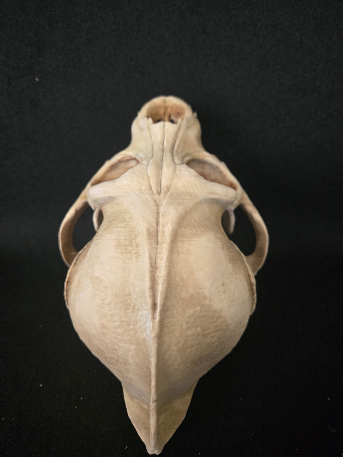 Werewolf Skull Realistic "Large" With Stand