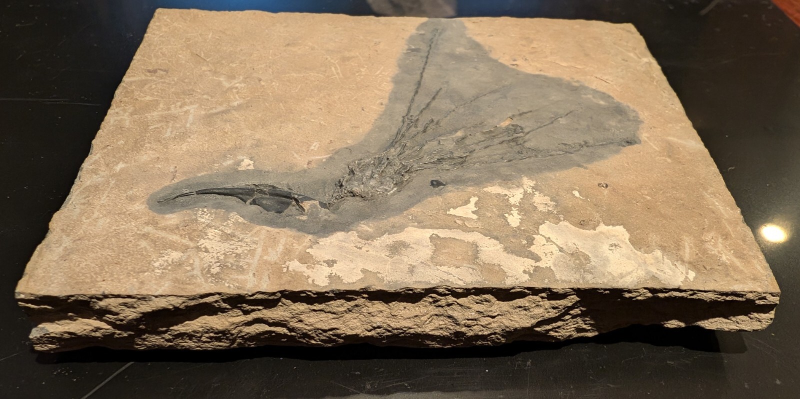 Gogia granulosa Fossil Wheeler/Marjum Formation, Utah Cambrian Proto-echinoderm