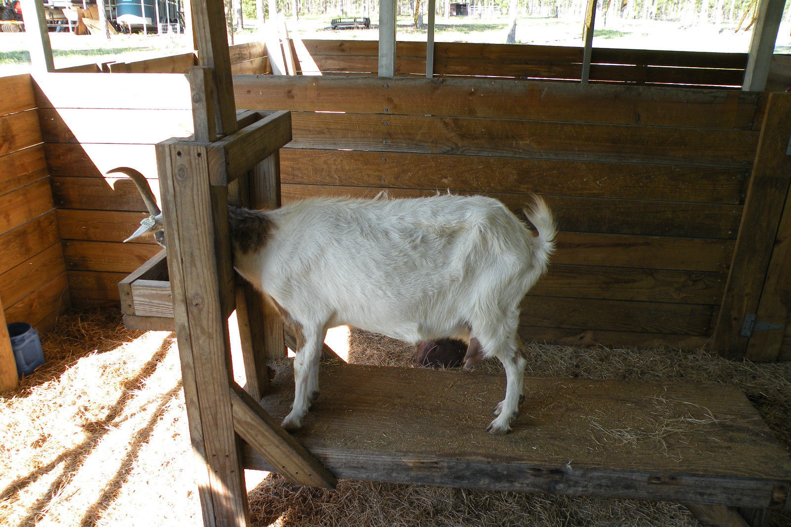 Goat-Sheep Milker Hand Vacuum Milking Machine 1/2 Gallon 2 Teat Dansha Farms™