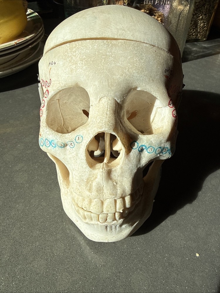 Replica Human Skull Anatomical Model with Removable Skull Cap