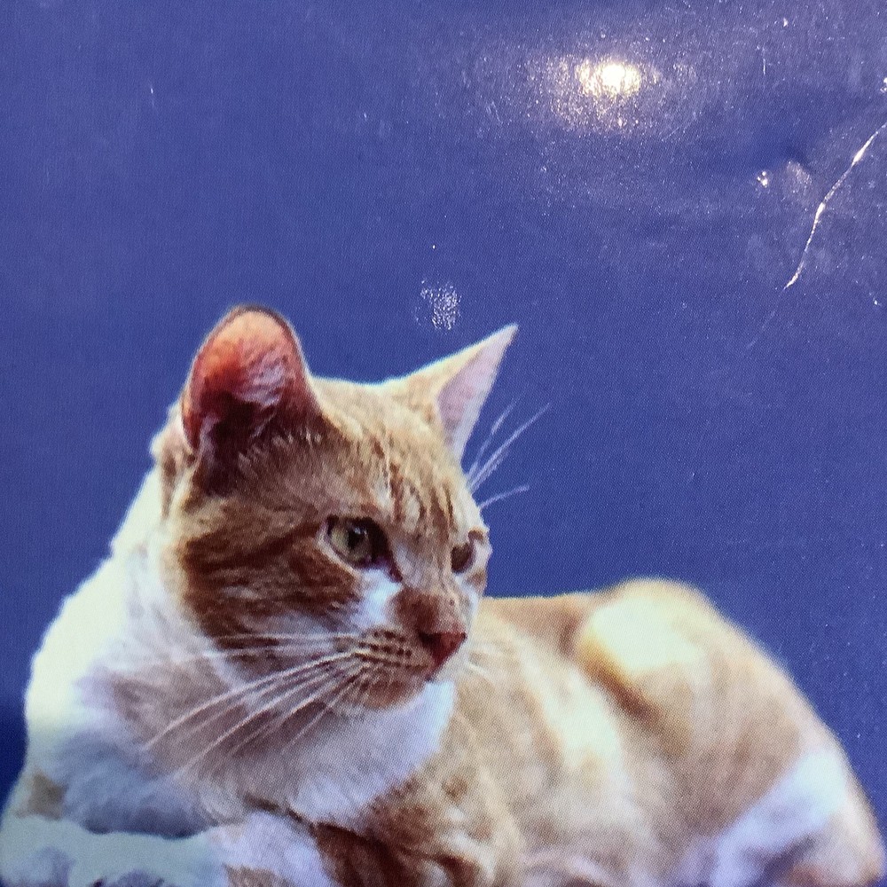 Ikuso Indoor Interior Cat Door White New in Box