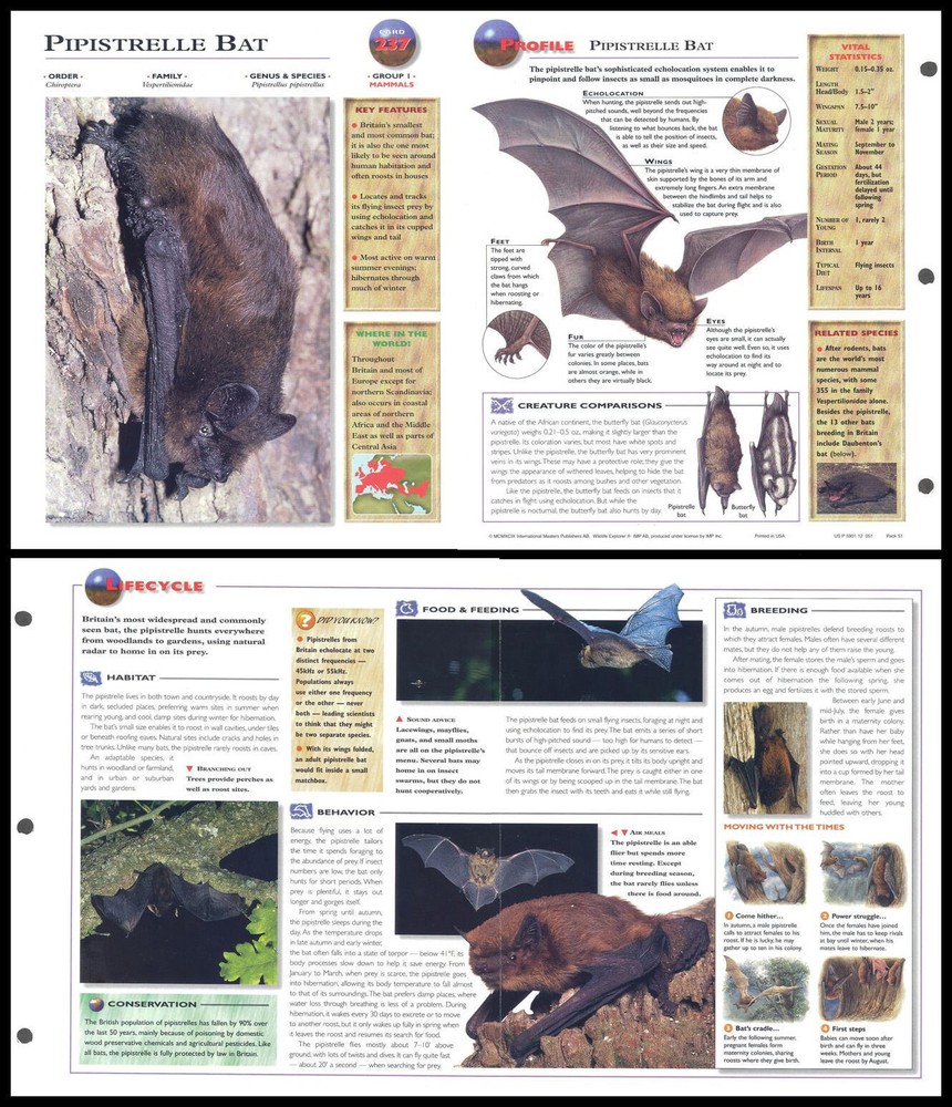 Fold-Out Sheet - Pipistrelle Bat - 237
