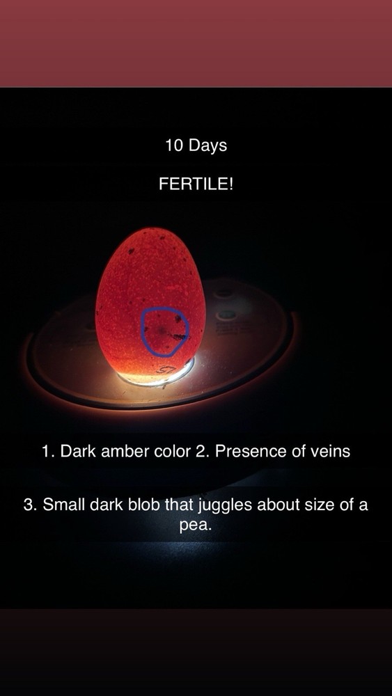 Turkey Hatching Eggs Rio Grande 8 Eggs - 3 Day Priority Mail Pre-Order