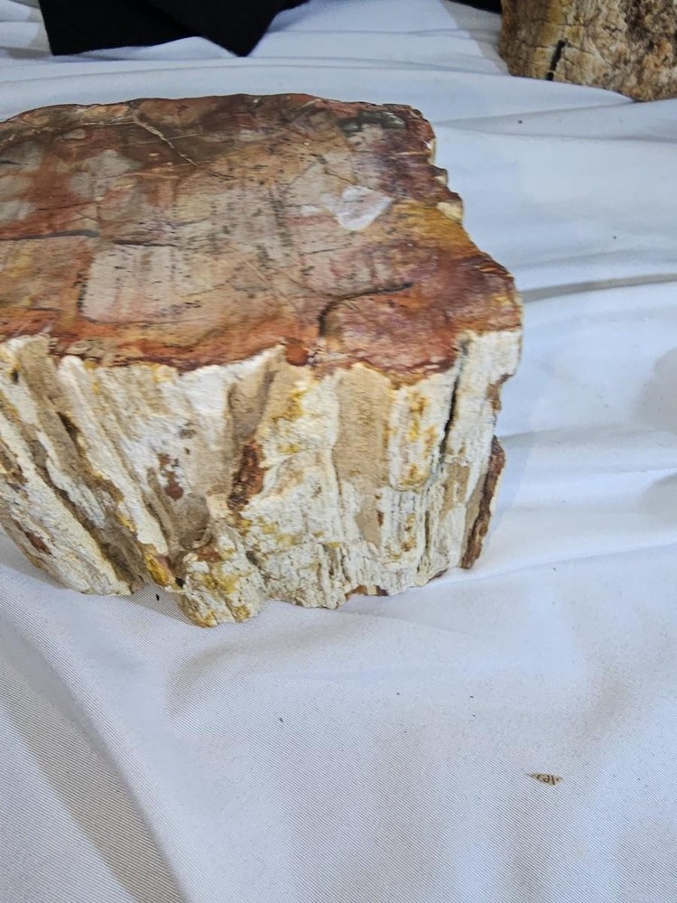 Petrified Wood Log - Top Polished