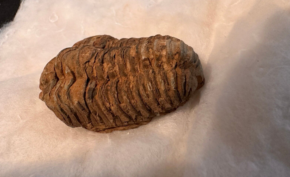 Fossil Trilobite from Morocco (D603FC8)