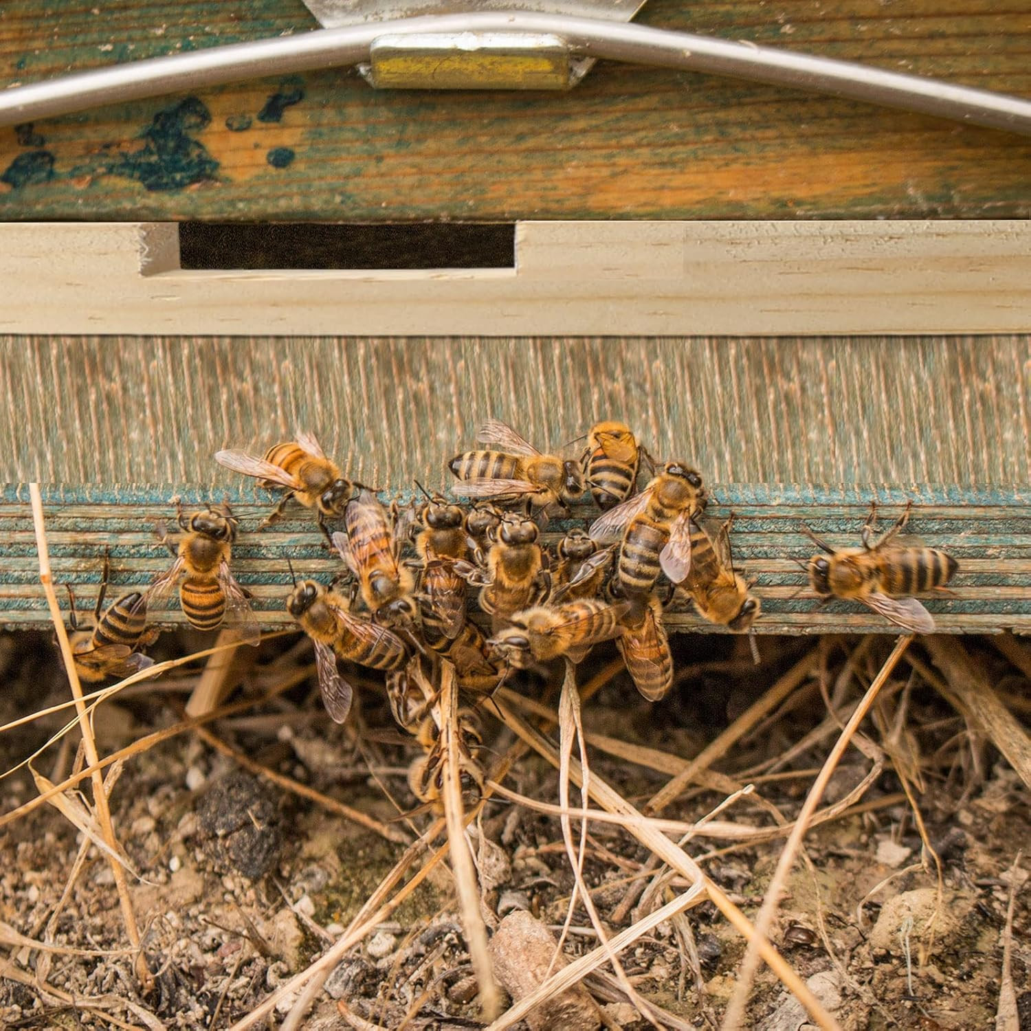 Amyhill 4 Pack Beehive Entrance Reducer 10 Frame Wooden Hive Entrance Reducer fo