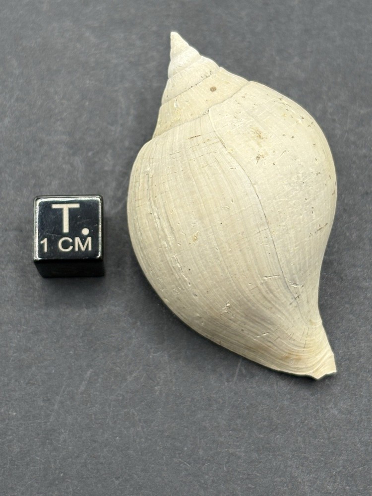 (18) Upper Eocene (Bartonian) Shells from La Chapelle-en-Serval, France