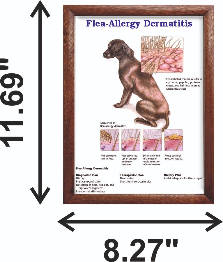 Flea-Allergy Dermatitis Chart 12x18 inches
