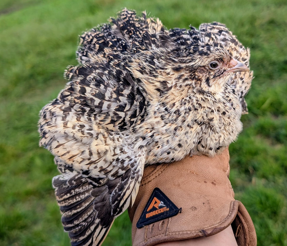 15 +extras Coturnix Quail Variety Pack Hatching Eggs NPIP tested flock