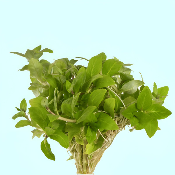 Premium Assorted Green Plant Pack - 6 Pack