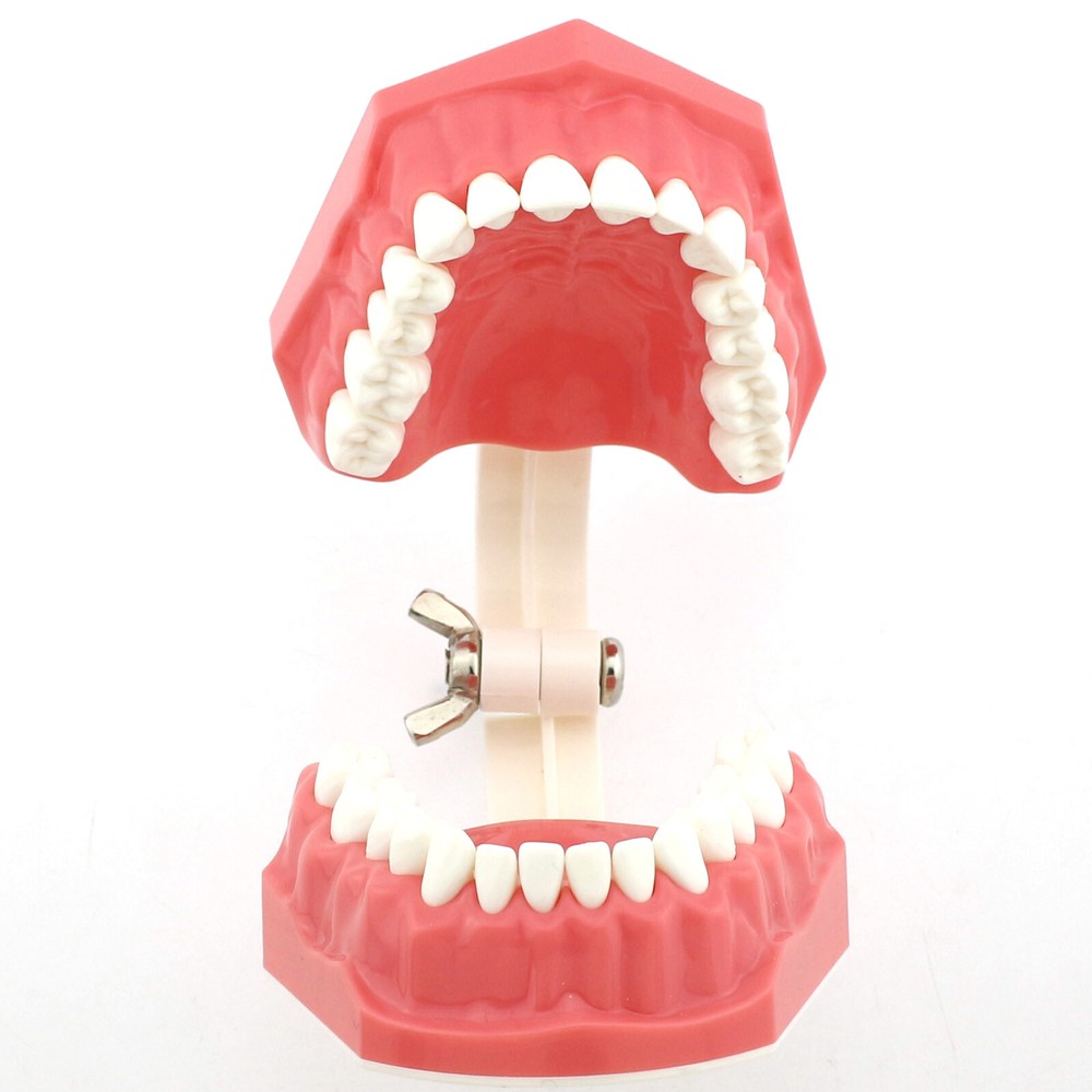 Dental 1:1 Model Brushing Flossing Practice Teeth Typodonts Model Teach Study