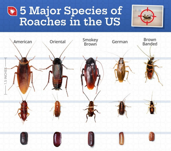 4 Tubes ENVU Maxforce FC SELECT Cockroach German Roach Control Bait Gel