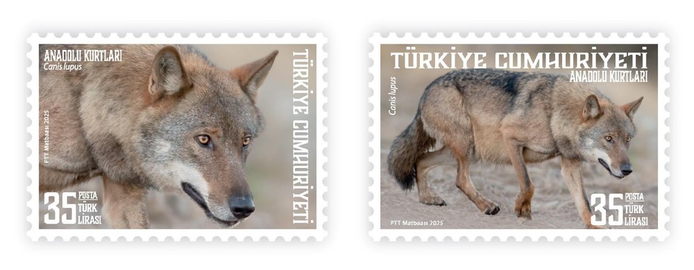 TURKEY / 2025, Anatolian Wolves, MNH