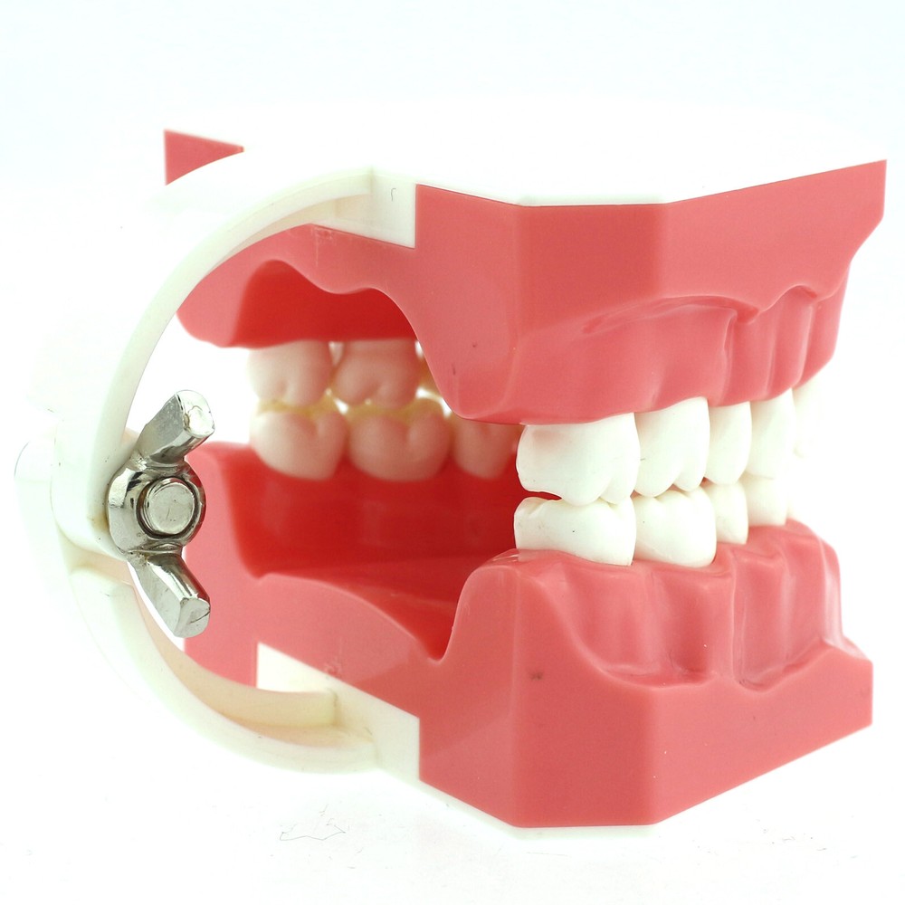 Dental 1:1 Model Brushing Flossing Practice Teeth Typodonts Model Teach Study