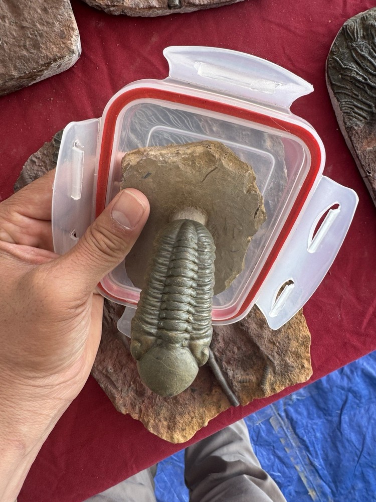 trilobite fossil specimen on matrix