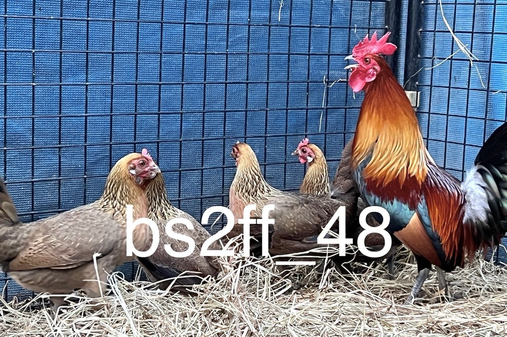 Red Jungle Fowl Hatching Egg