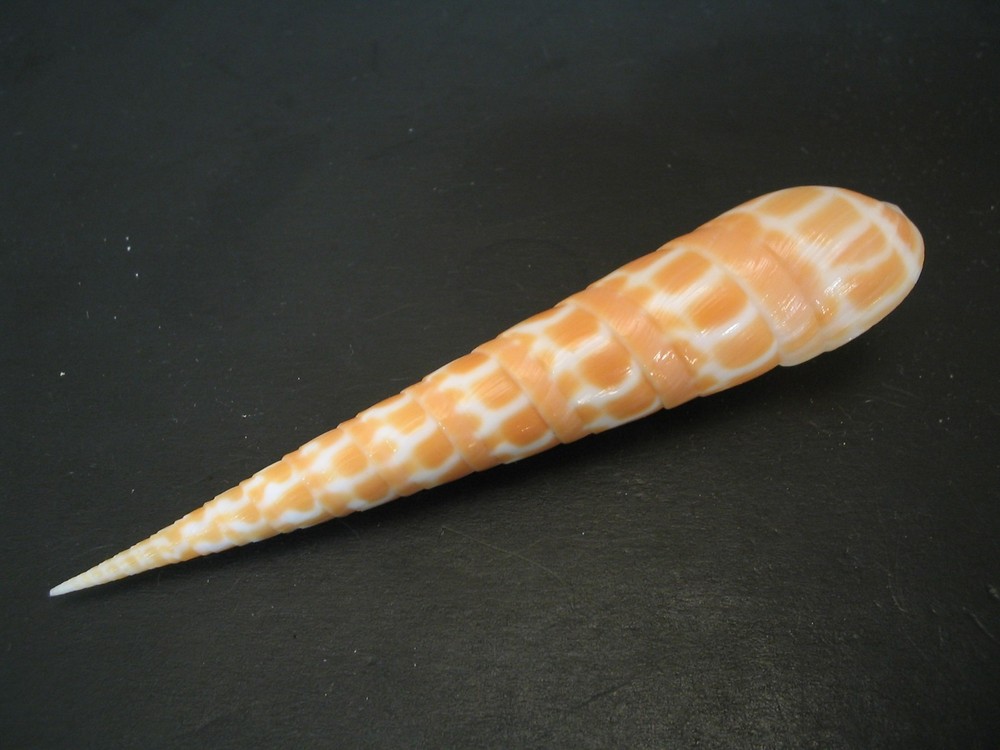 Super Pattern...TEREBRA DIMIDIATA~90.6mm~Philippines SEASHELL