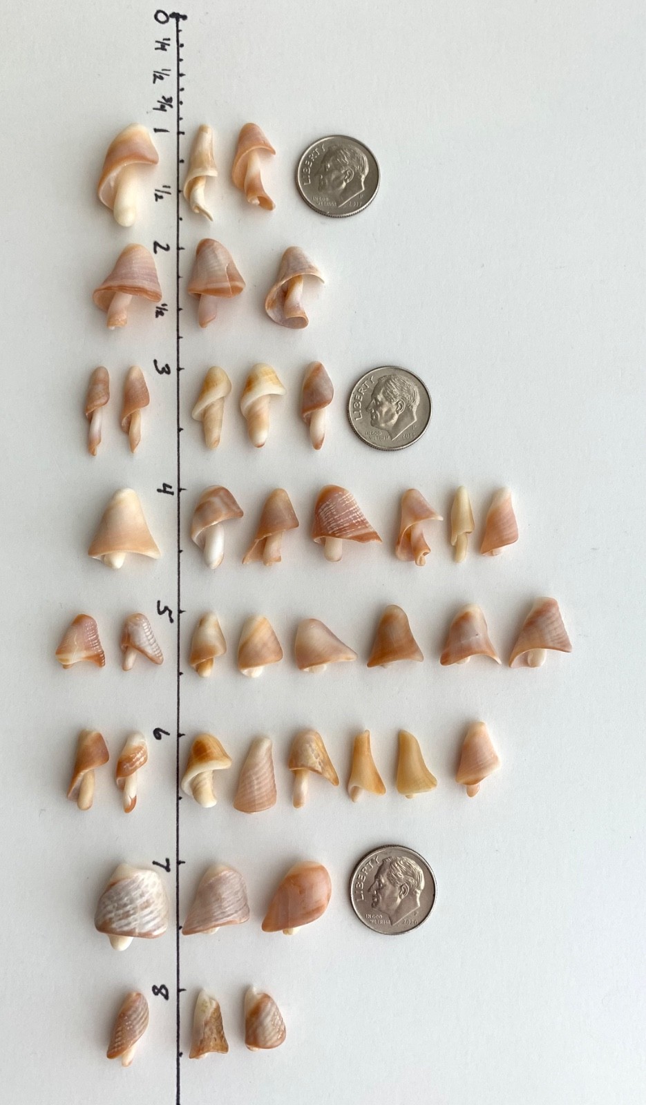 40 Mushroom Shell Beach Seashells Tree Natural Shaped Fragment Craft Dollhouse B