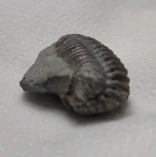 Fossil Trilobite State Unknown 7.7 Grams