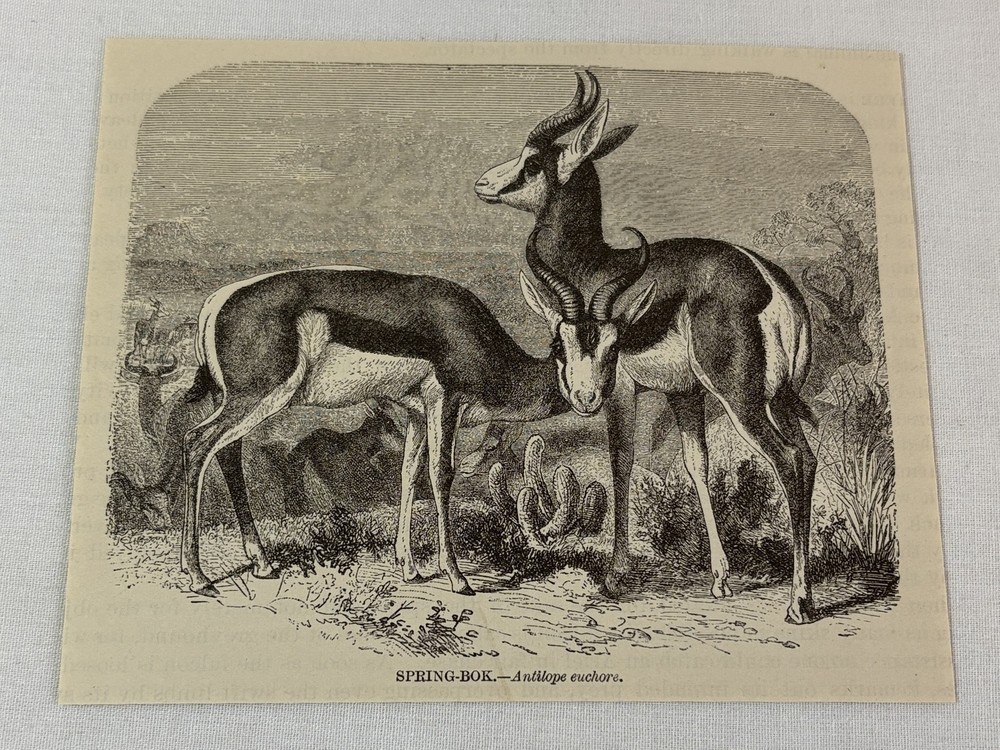 1885 book engraving ~ SPRING-BOK Springbok