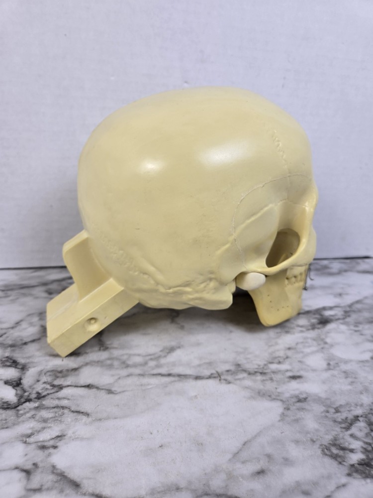 Synbone (8240) Beige Plastic Educational Skull Orthopedic Display