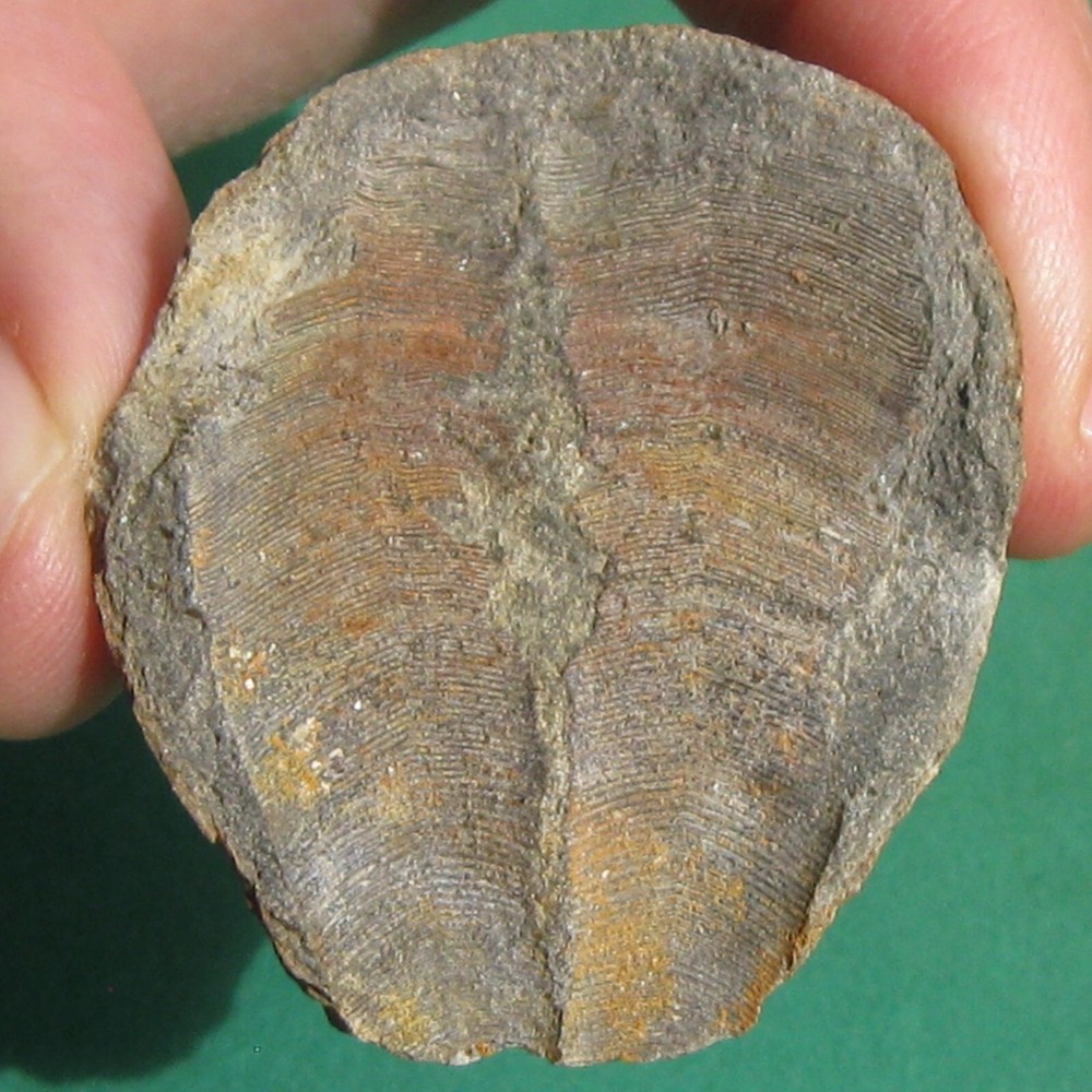 Conulariid, Conularia quichua: Bolivia devonian conulariid fossil