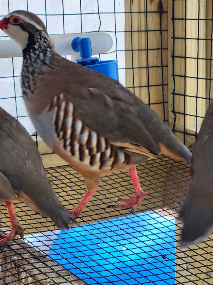 30 Plus 2 Red Legged Partridge Hatching Eggs