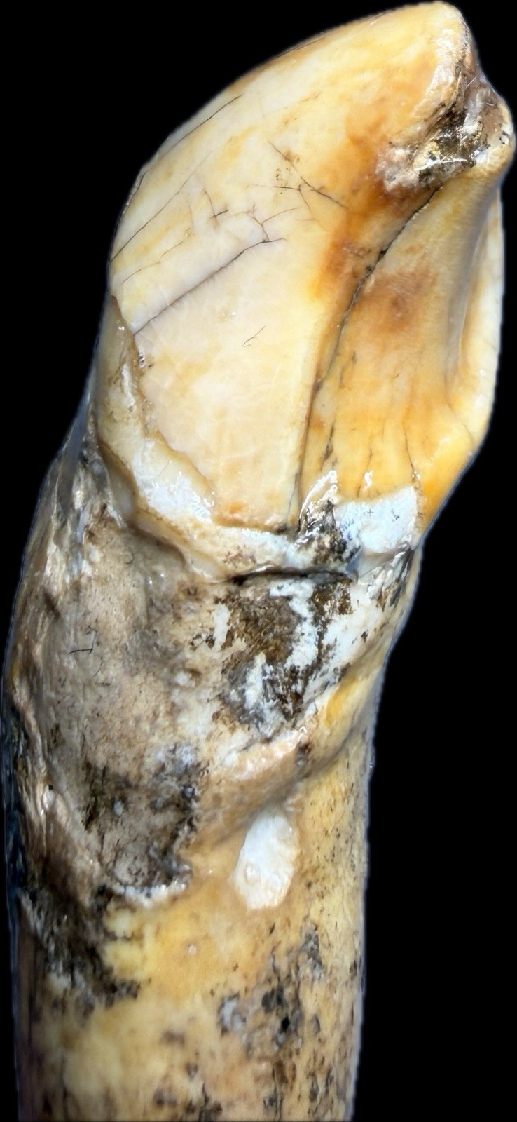 👀 Fantastic Rare Romanian Cave Bear Canine Tooth Fossil, Ursus Spelaeus ✨🔥