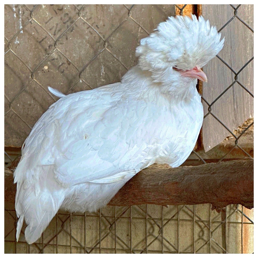 12 Polish Chicken Hatching Eggs (NPIP Certified)
