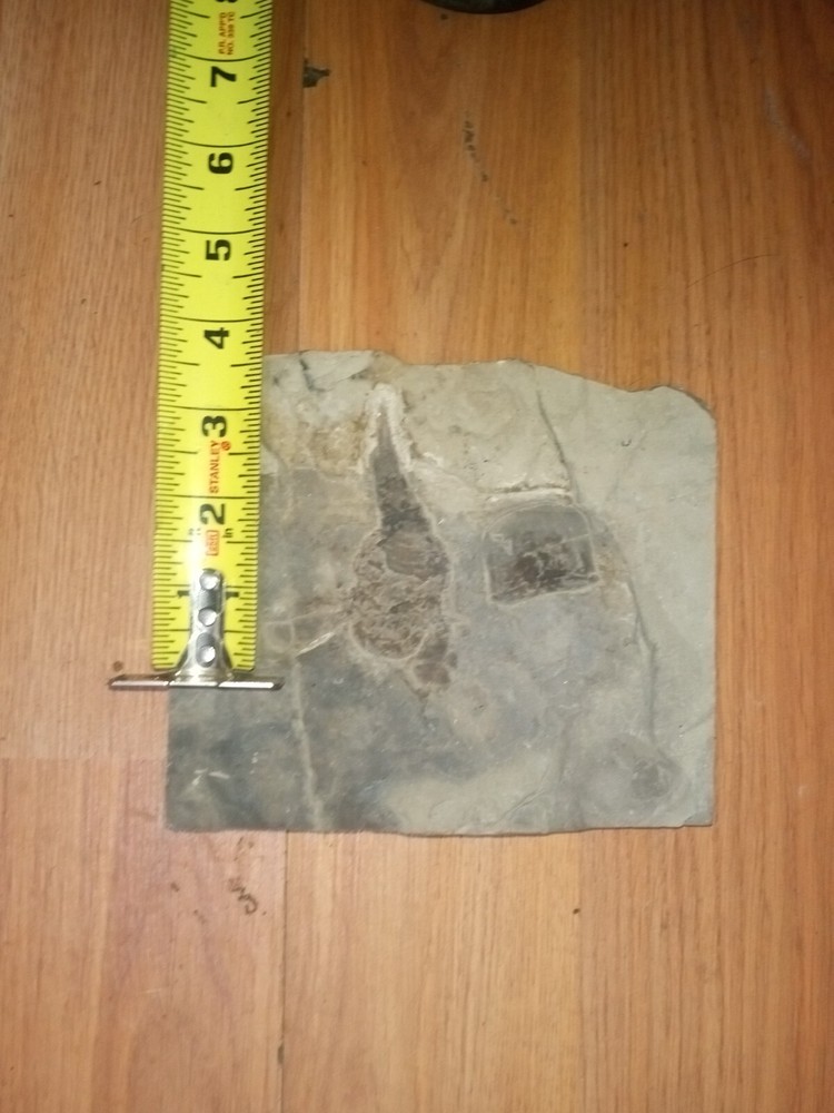 Fossilized Eruptured