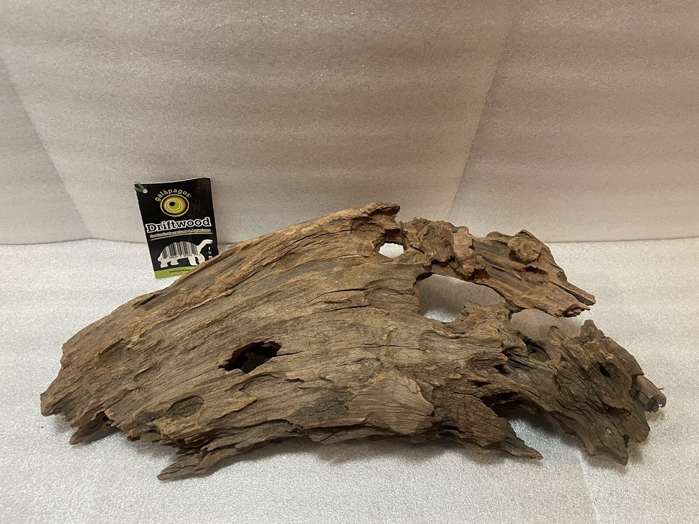 Galapagos Driftwood