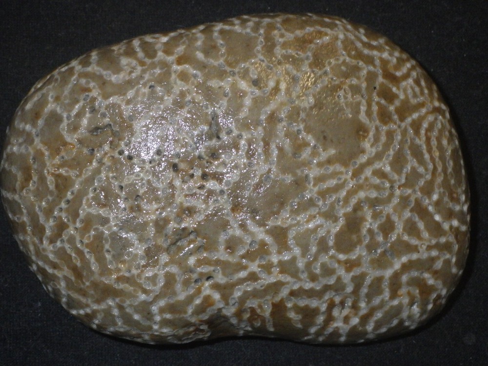 Chain Coral Halysites