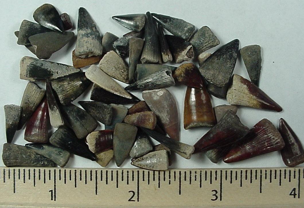 50 -  Fossilized Barracuda teeth from North Florida