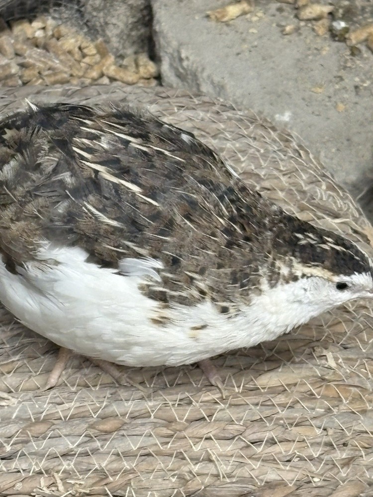 Coturnix hatching eggs unique colors 15 hatching eggs