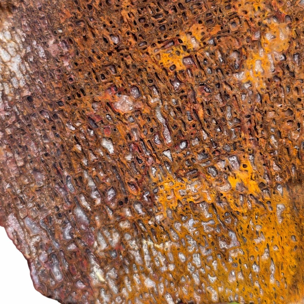 Gem Dinosaur Bone Slab from Utah – Calcite-Filled Cell Structure
