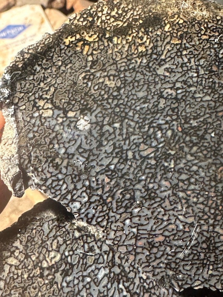 Dinosaur bone rough **hxtled wash split.