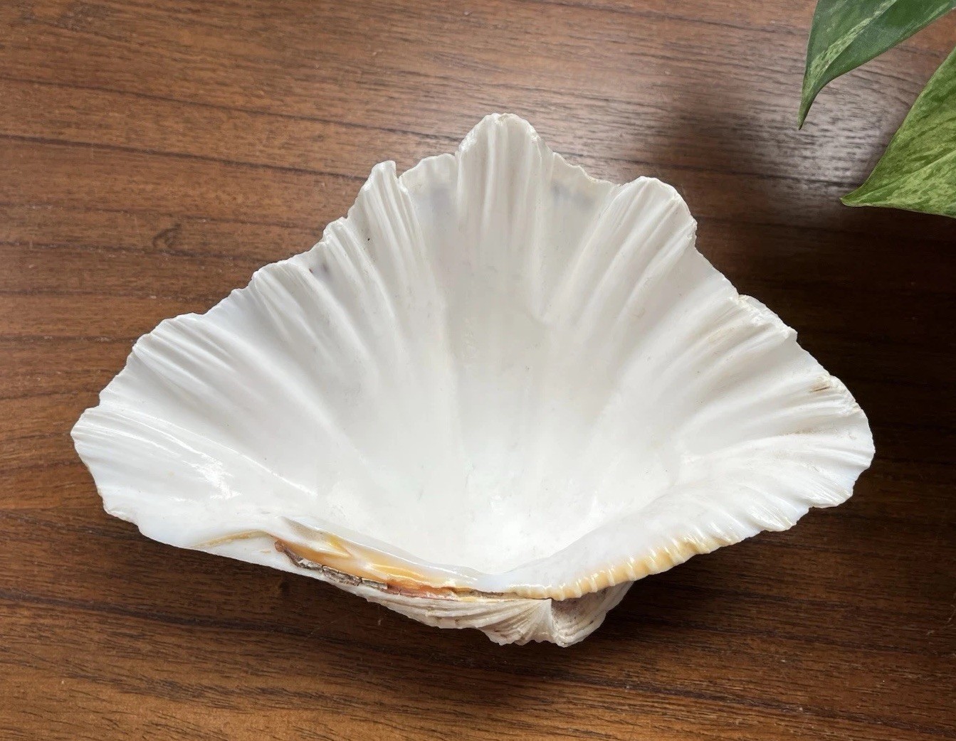 Bear Paw Clam Shell Half 7” X 5” Natural Nautical Beach Decor Real Coastal
