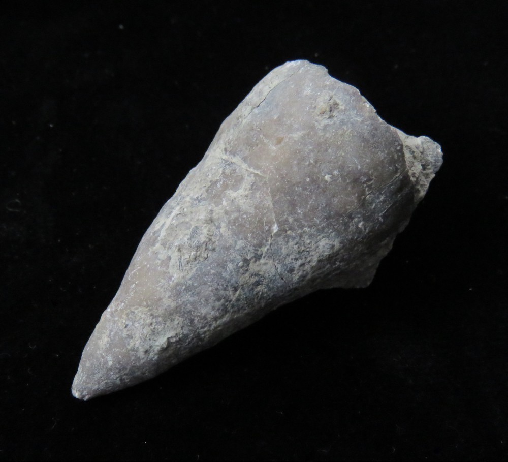 Horn Coral- 2 1/2"- Grewinkia canadensis- Ordovician- Cincinnati, Ohio