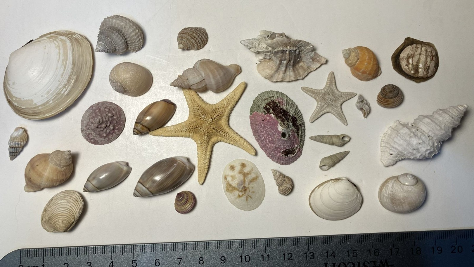 Alaska Shell Collection. Collected in SE Alaska. Mix of small shells and Inverts