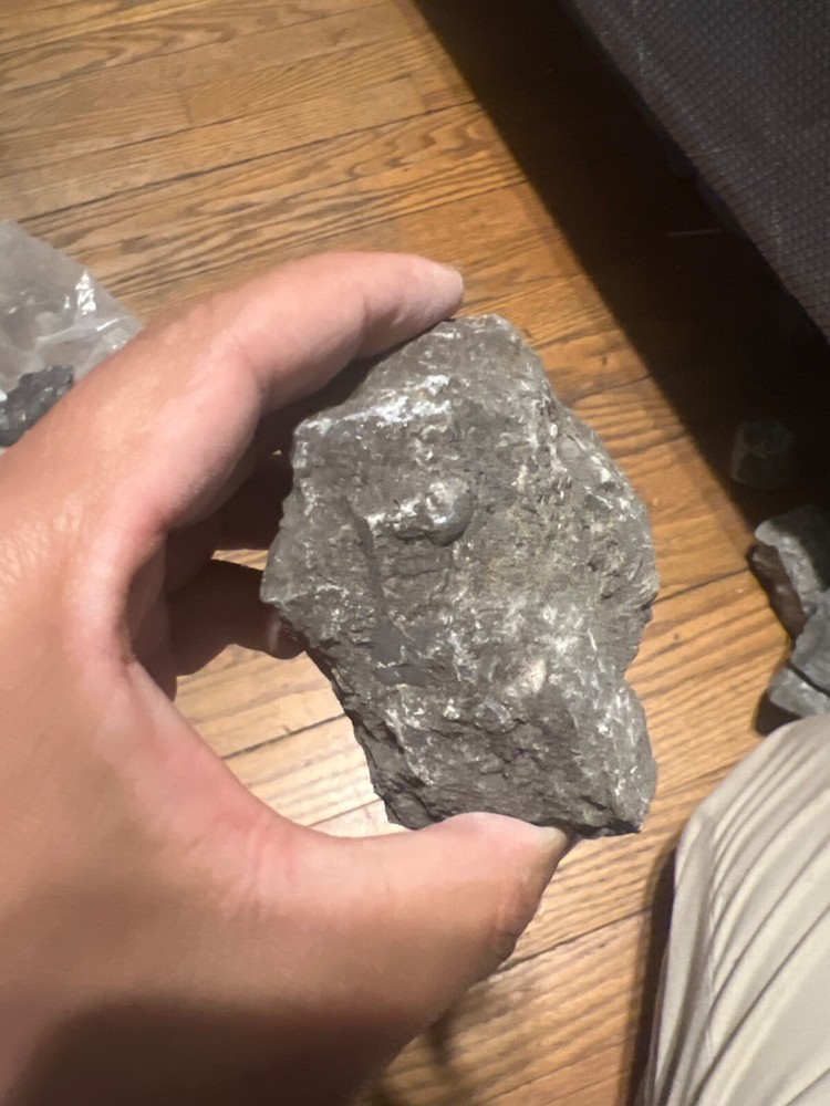 fossil rocks marine creatures