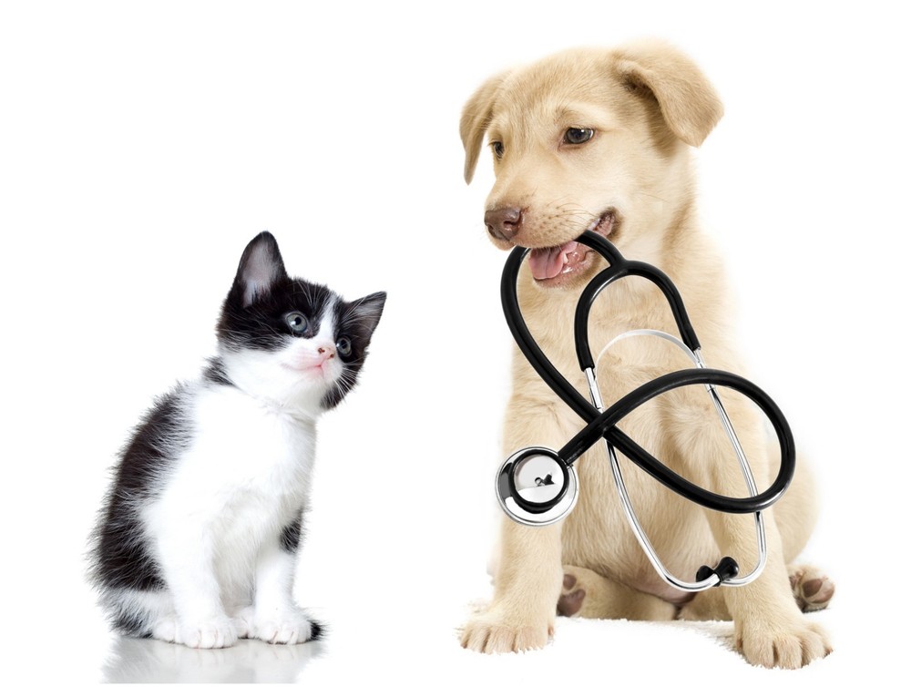cat liver support - PET IMMUNE SUPPORT 3B- cat immune booster