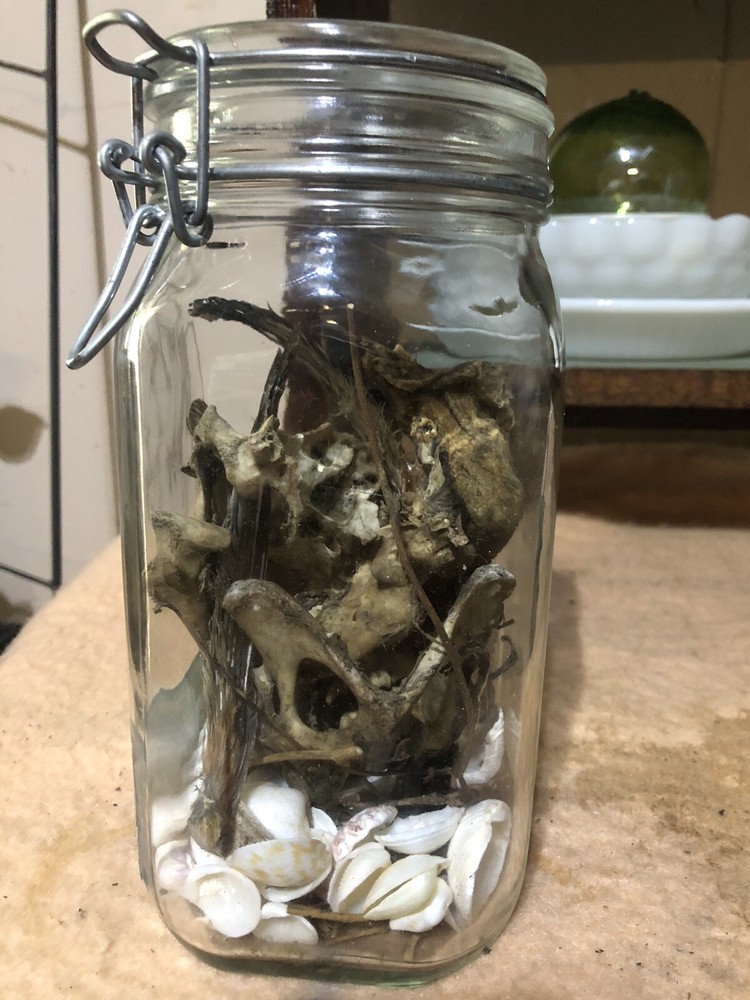 oddities weird stuff