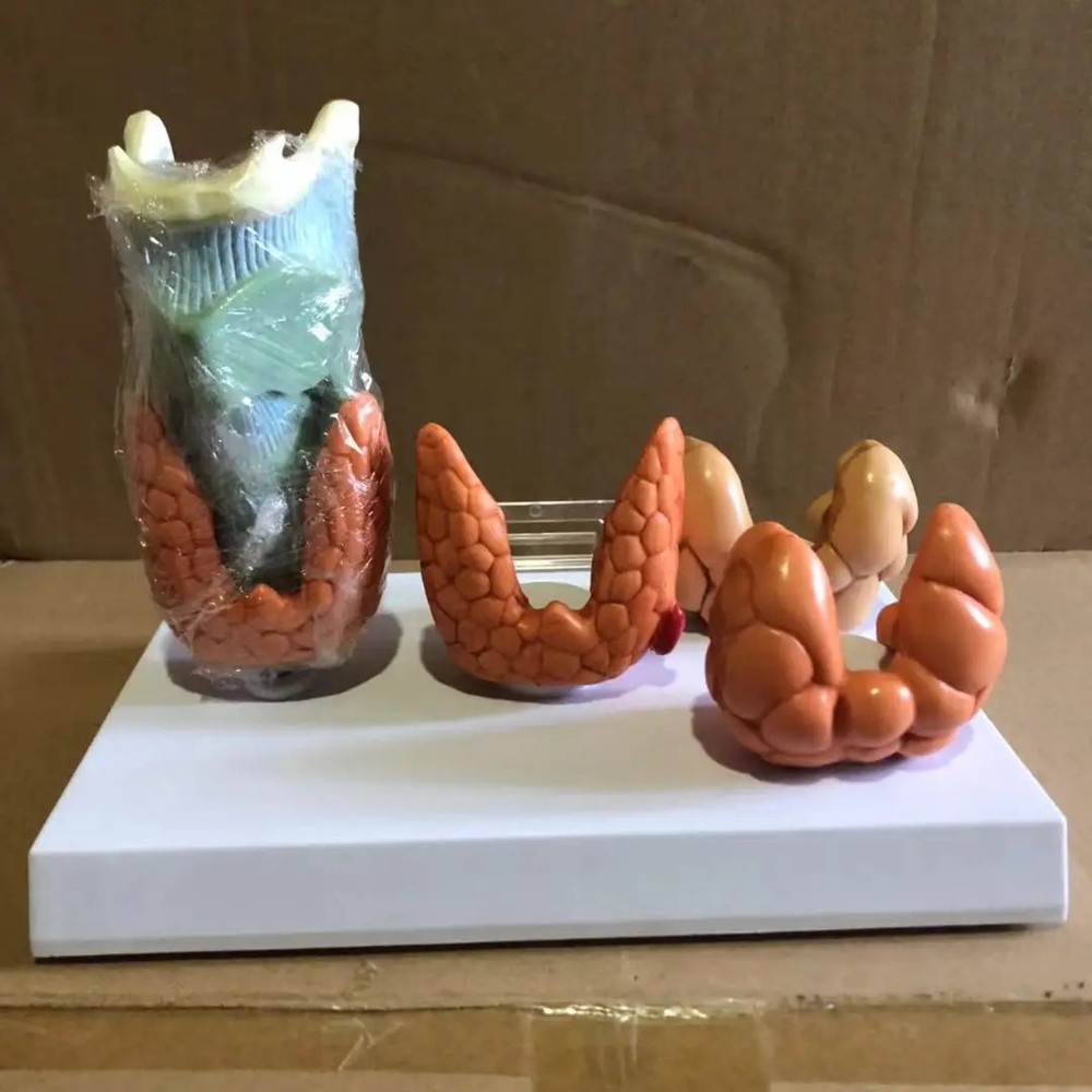 Thyroid Disease Lesion Anatomical Model Thyroid Anatomy Teaching Mode